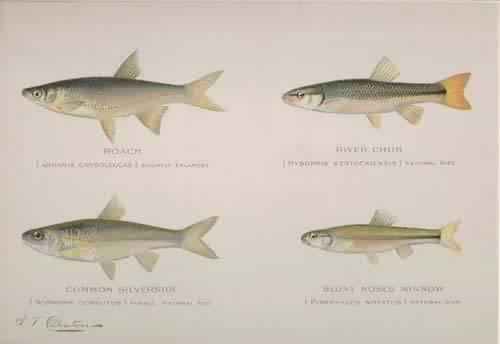 Roach (Abramis Crysoleucas)