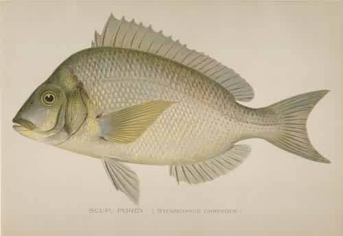 Scup; Porgy (Stenotomus Chrysops)