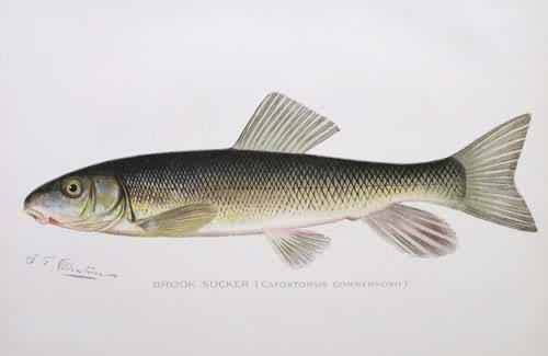Brook Sucker (Catostomus Commersonii) Brook Sucker (Catostomus Commersonii)