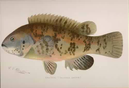 Tautog (Tautoga Onitis) Tautog (Tautoga Onitis)