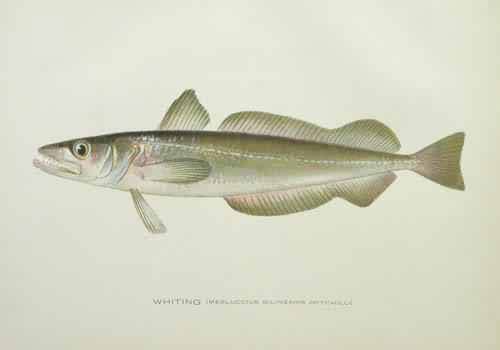 Whiting (Merluccius Bilinearis Whiting (Merluccius Bilinearis
