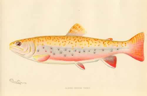 Albino Brook Trout