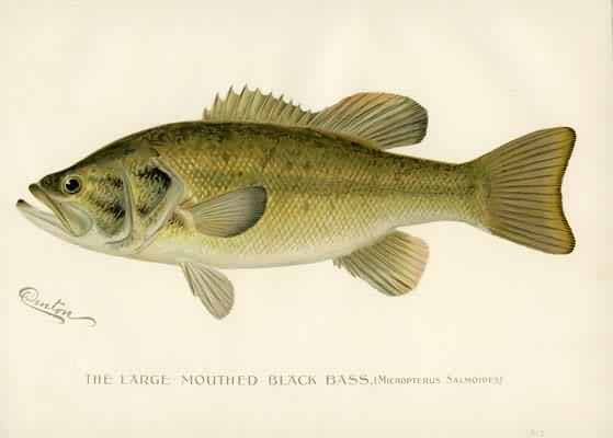 The Large-Mouthed Black Bass (Micropterus Salmoides) The Large-Mouthed Black Bass (Micropterus Salmoides)