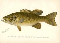 The Small Mouthed Black Bass (Micropterus Dolomieu)