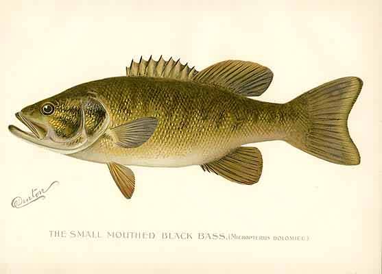 The Small Mouthed Black Bass (Micropterus Dolomieu) The Small Mouthed Black Bass (Micropterus Dolomieu)