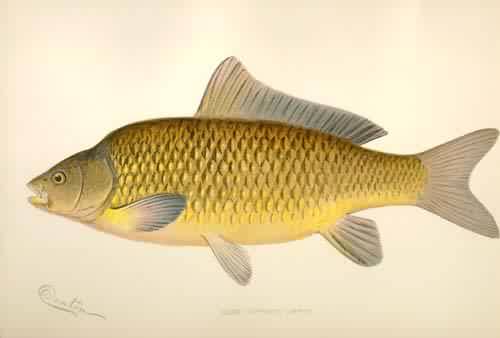 Carp (Cyprinus Carpio)