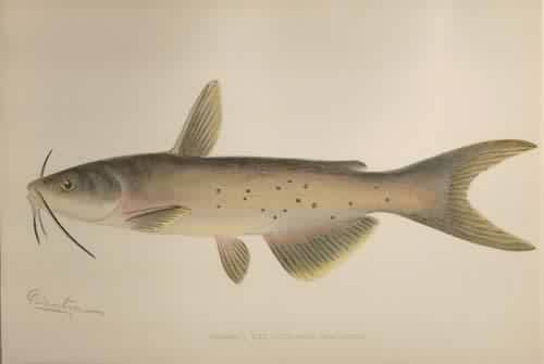 Channel Cat (Ictalurus punctatus)