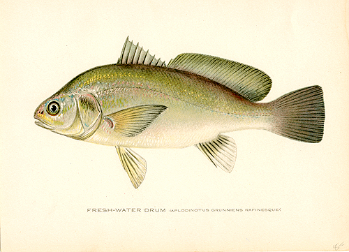 Fresh Water Drum ( Aplodinotus Grunniens Rafinesque )