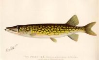 The Pickerel from a pond in Massachusetts
