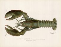 American Lobster (Homarus Americanus) Male Upper Side