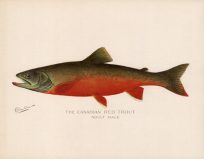 The Canadian Red Trout (Adult Male)