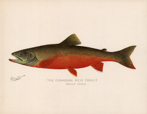 The Canadian Red Trout (Adult Male) The Canadian Red Trout (Adult Male)