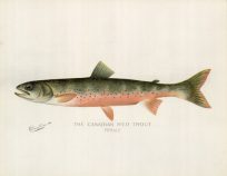 The Canadian Red Trout Female