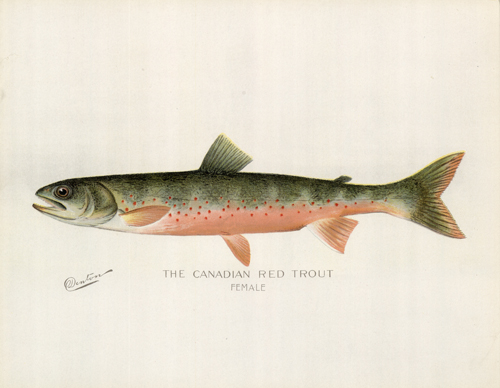 The Canadian Red Trout Female The Canadian Red Trout Female