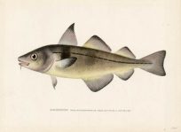 Haddock [Melanogrammus Aeglefinus (Linnaeus)]