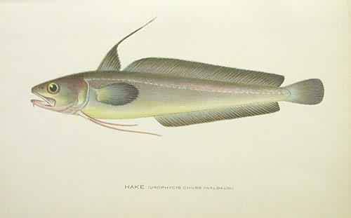 Hake (Urophycis Chuss Hake (Urophycis Chuss