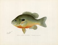 Long Eared Sunfish (Lepomis Auritus)