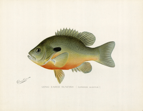 Long Eared Sunfish (Lepomis Auritus) Long Eared Sunfish (Lepomis Auritus)