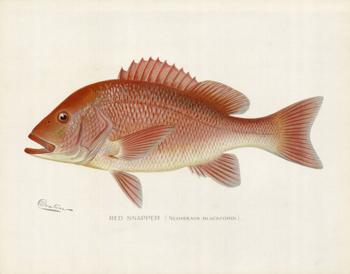 Red Snapper (Neomaenis Blackfordi)