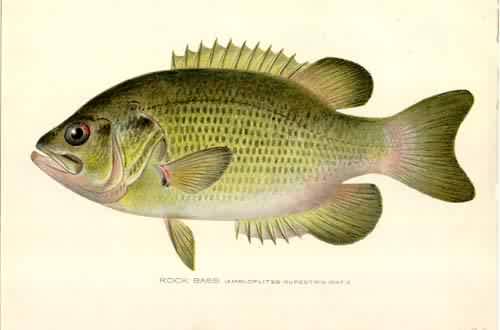 Rock Bass Rock Bass