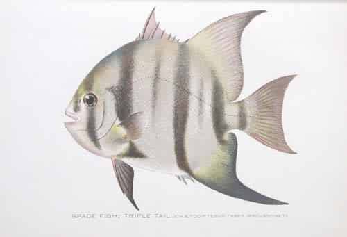 Spade Fish ; Tripple Tail (Chaetodipterus Faber