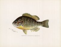 Sunfish (Eupomotis Gibbosus)