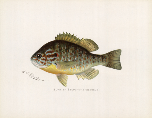 Sunfish (Eupomotis Gibbosus) Sunfish (Eupomotis Gibbosus)