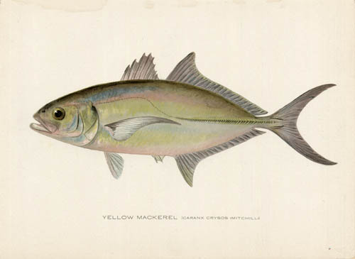Yellow Mackerel (Caranx Crysos Mitchill)
