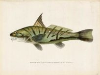 Kingfish [Menticirrhus Saxatilis (Bl. & Schn.)]