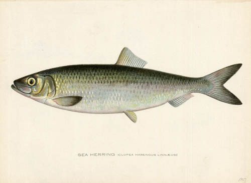 Sea Herring (Clupea Harengus Linnaeus)