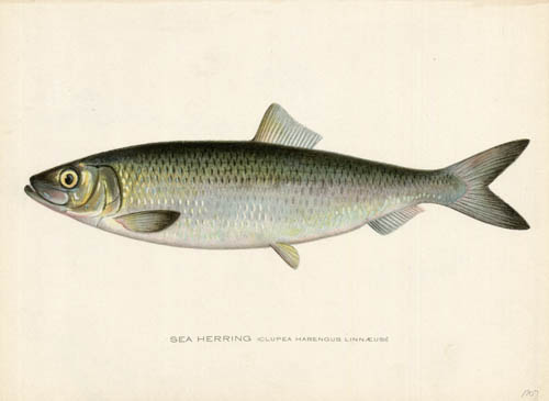 Sea Herring (Clupea Harengus Linnaeus) Sea Herring (Clupea Harengus Linnaeus)