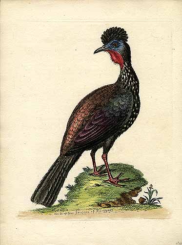 The Brazilian Jacupema of Marggrave The Brazilian Jacupema of Marggrave