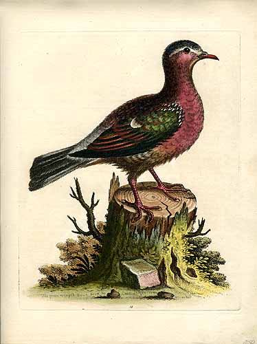 The Green Winged Dove from the East Indies The Green Winged Dove from the East Indies