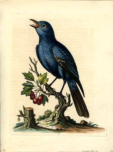 The Solitary Sparrow The Solitary Sparrow