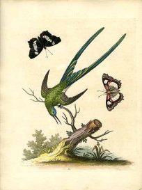 The Long Tailed Hummingbird