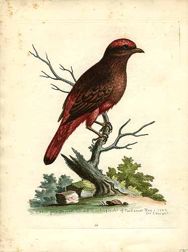 The Red Bird from Surinam The Red Bird from Surinam