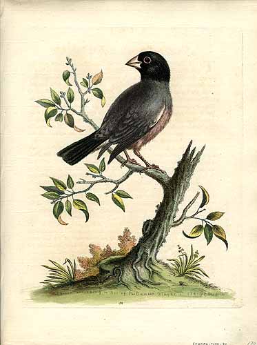 George Edwards Unknown Bird