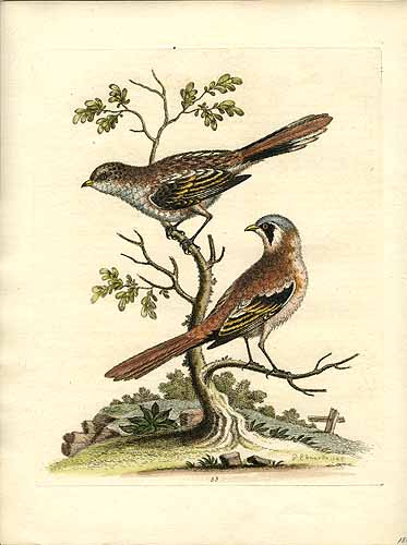 George Edwards Unknown Bird