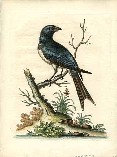 George Edwards Unknown Bird