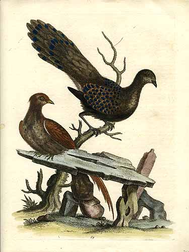 George Edwards Unknown Bird