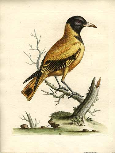 George Edwards Unknown Bird