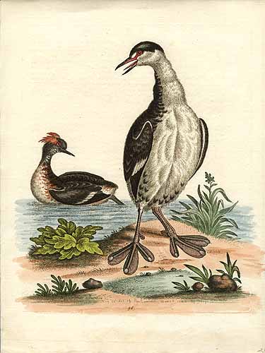 George Edwards - Grebe George Edwards - Grebe