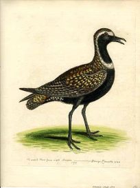 The Spotted Plover from North America