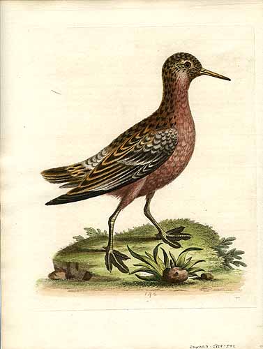 George Edwards Unknown Bird