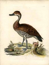 The Whistling Duck