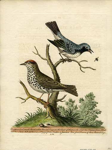 Undescribed Birds taken fro November 1st 1751 on the coast of Hispaniola about ten leagues from Land in a voyage from London to Jamaica
