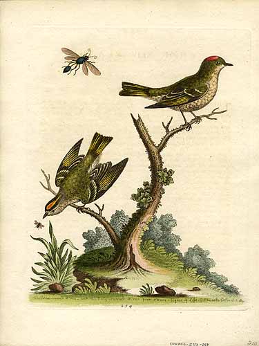 The Golden Crowned Wren