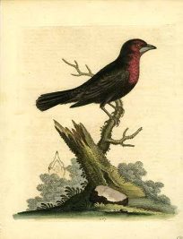 The Red Breasted Bird from Surinam