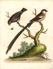 Birds from Brazil and Angola