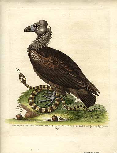 The Crested or Copper Black Vulture
